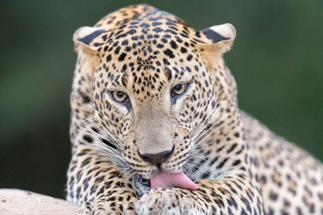 The 'king' of Yala National Park, the majestic leopard, Panthera pardus kotiya, grooming his paw. Sri Lanka, Asia. Nikon D4, 500mm, f/4.0