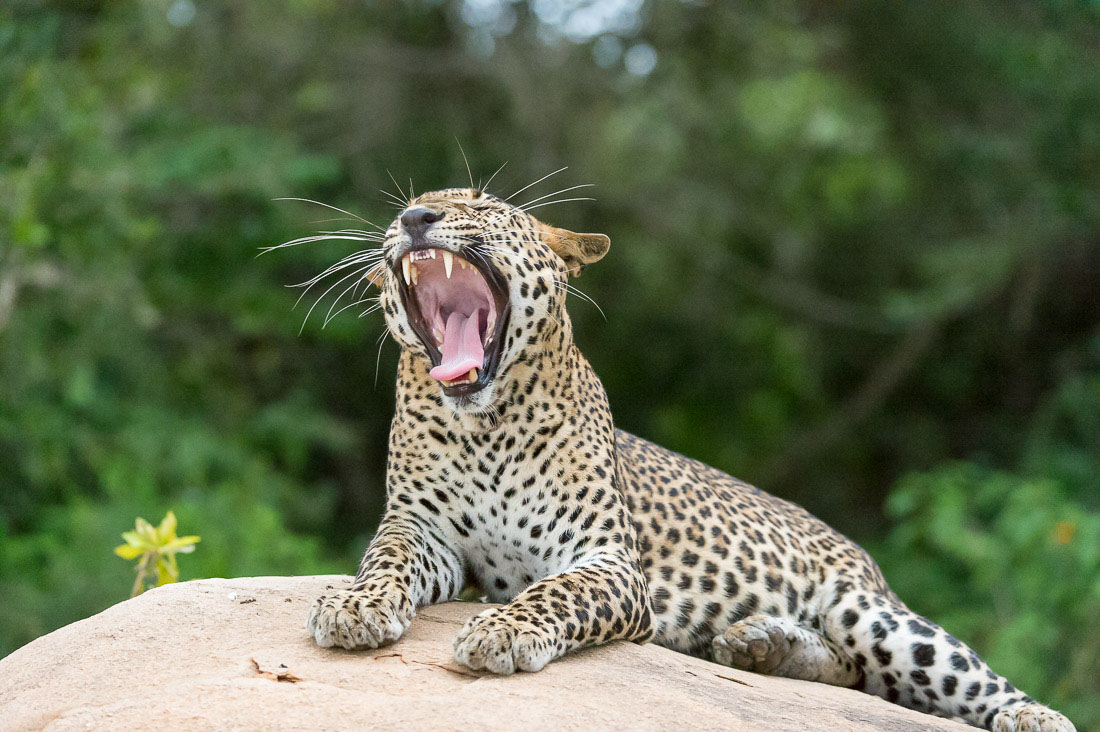 The 'king' of Yala National Park, the majestic leopard, Panthera pardus kotiya, taking a large yawning, showing an impressive set of fangs. Sri Lanka, Asia. Nikon D4, 200-400mm, f/4.0, VR