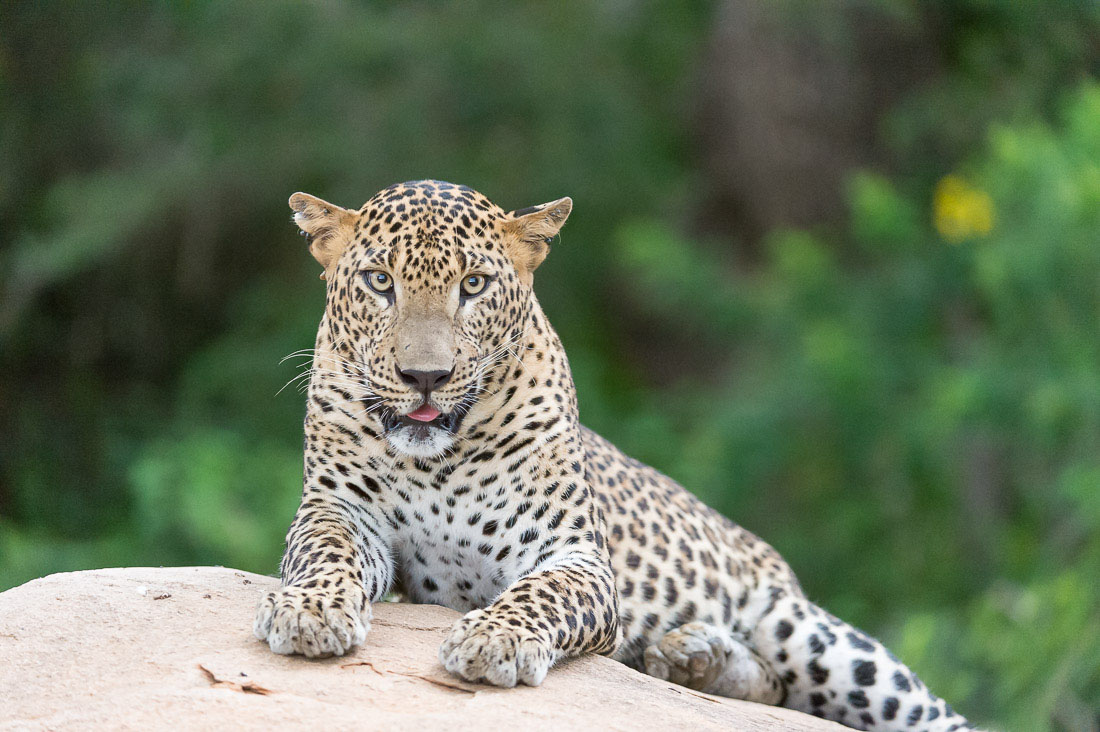 The 'king' of Yala National Park, the majestic leopard, Panthera pardus kotiya, resting on a granite rock. Sri Lanka, Asia. Nikon D4, 200-400mm, f/4.0, VR