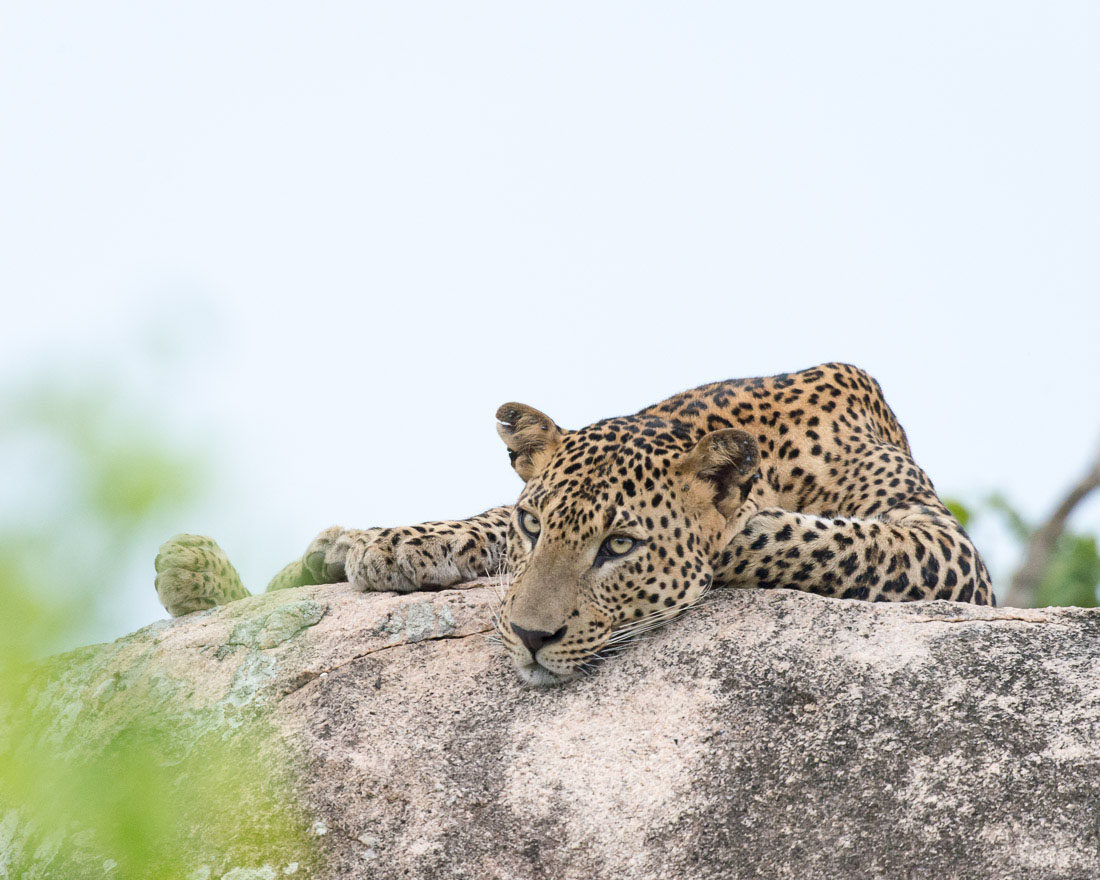 The 'king' of Yala National Park, the majestic leopard, Panthera pardus kotiya, resting on a granite rock. Sri Lanka, Asia. Nikon D4, Sigma 300-800mm, f/5.6