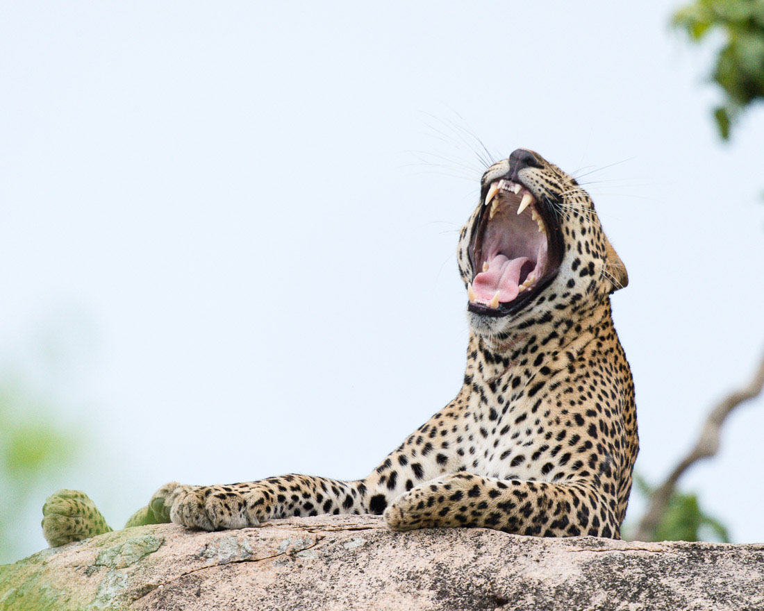 The 'king' of Yala National Park, the majestic leopard, Panthera pardus kotiya, taking a large yawning, showing an impressive set of fangs. Sri Lanka, Asia. Nikon D4, Sigma 300-800mm, f/5.6