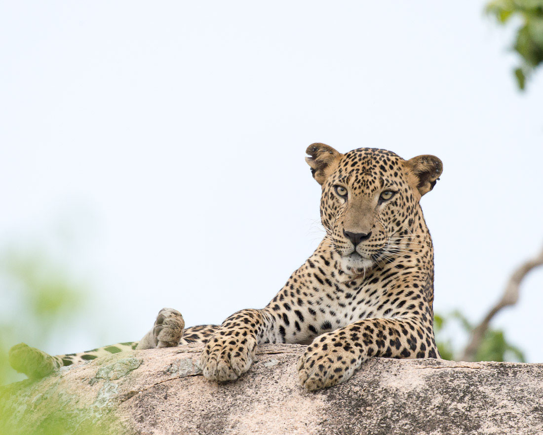 The 'king' of Yala National Park, the majestic leopard, Panthera pardus kotiya, resting on a granite rock. Sri Lanka, Asia. Nikon D4, Sigma 300-800mm, f/5.6