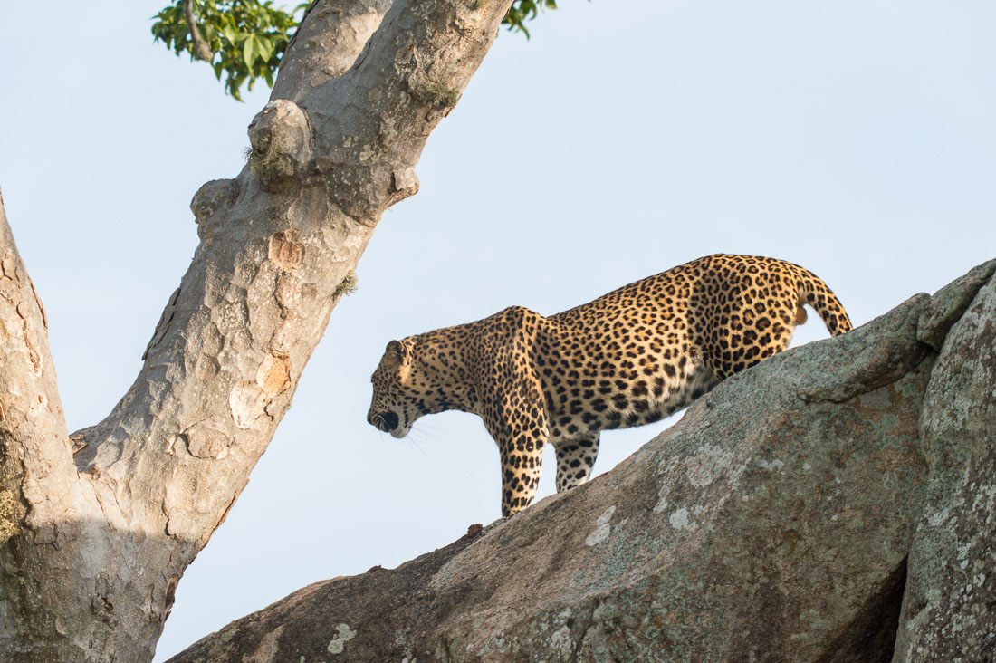 The 'king' of Yala National Park, the majestic leopard, Panthera pardus kotiya, on the move. Sri Lanka, Asia. Nikon D4, Sigma 300-800mm, f/5.6