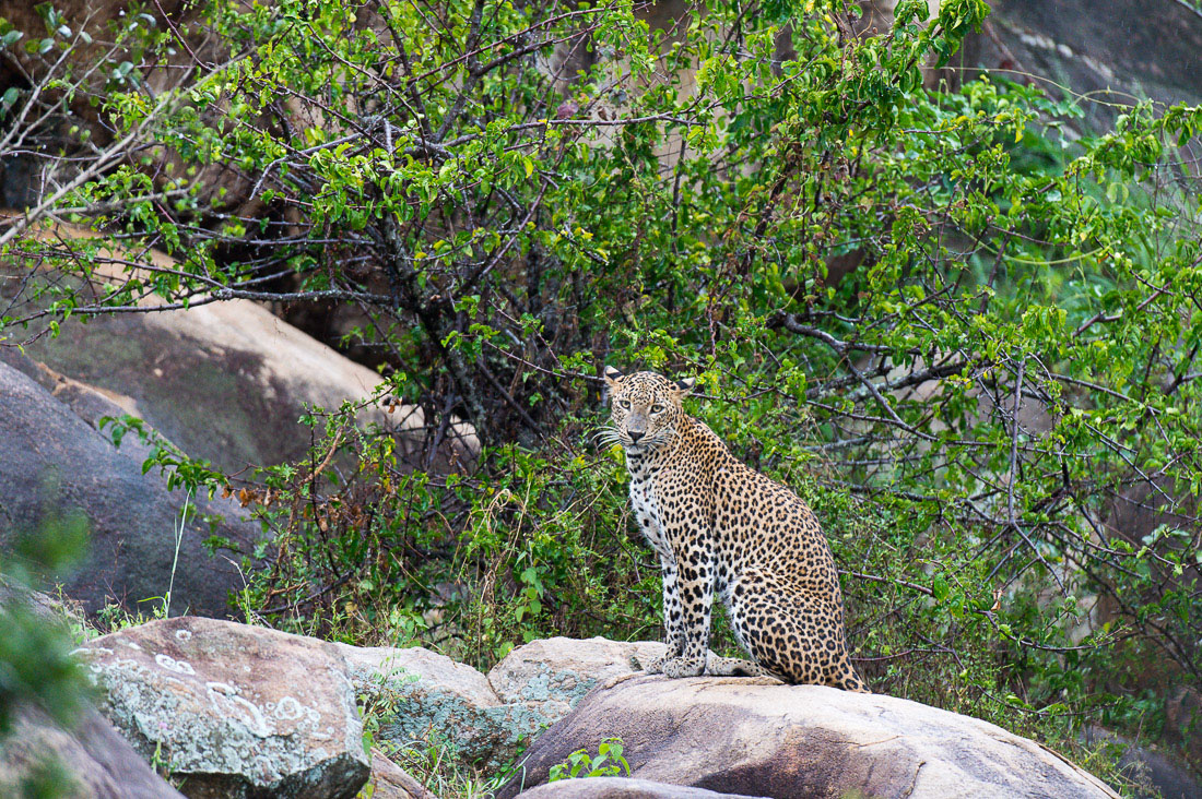 The 'king' of Yala National Park, the majestic leopard, Panthera pardus kotiya. Sri Lanka, Asia. Nikon D4, 500mm, f/4.0