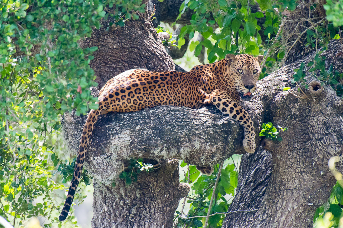 A large adult male leopard, Panthera pardus kotiya, the 'king' of Yala National Park, resting on a tree. Sri Lanka, Asia. Nikon D4, 500mm, f/4.0, TC-20 E III