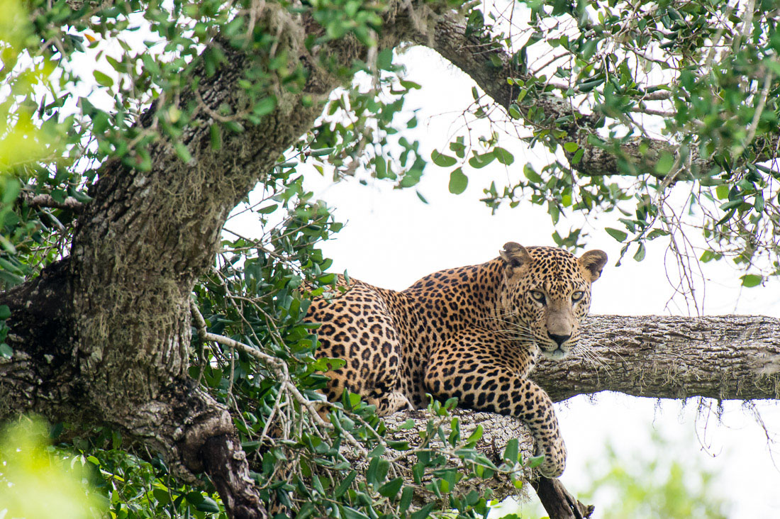 A large adult male leopard, Panthera pardus kotiya, the 'king' of Yala National Park, resting on a tree. Sri Lanka, Asia. Nikon D4, 500mm, f/4.0, TC-20 E III