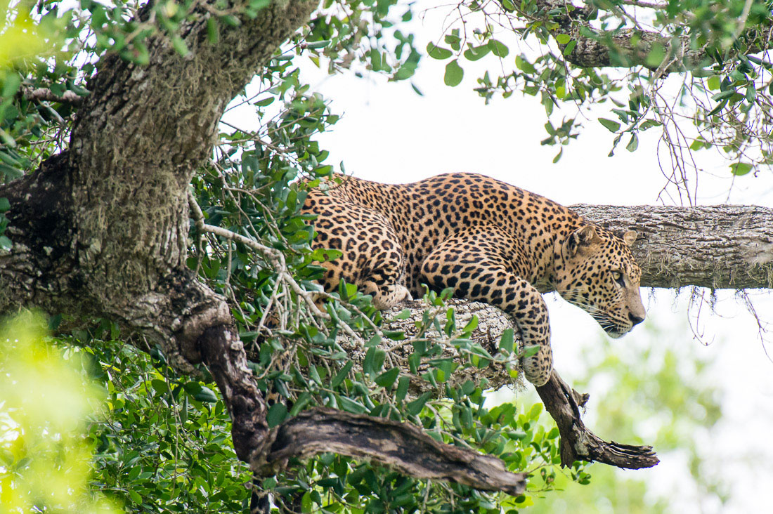 A large adult male leopard, Panthera pardus kotiya, the 'king' of Yala National Park, resting on a tree. Sri Lanka, Asia. Nikon D4, 500mm, f/4.0, TC-20 E III