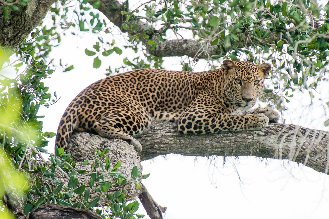 A large adult male leopard, Panthera pardus kotiya, the 'king' of Yala National Park, resting on a tree. Sri Lanka, Asia. Nikon D4, 500mm, f/4.0, TC-20 E III