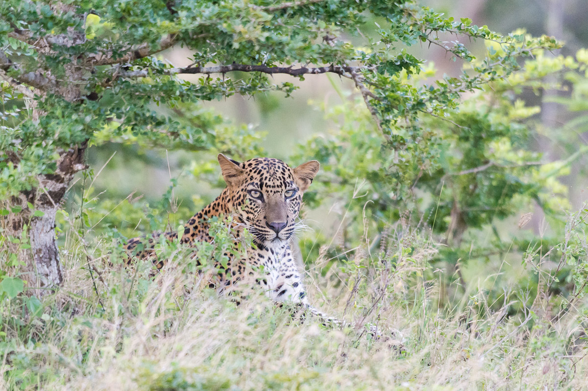 A young cub leopard, Panthera pardus kotiya, waiting for his mother at Yala National Park, Sri Lanka, Asia. Nikon D4, Sigma 300-800mm, f/5.6