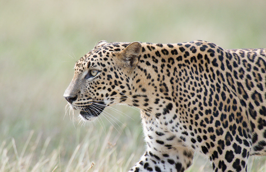 The majestic leopard, Panthera pardus kotiya, on the move. Wilpattu National Park, Sri Lanka, Asia. Nikon D4, 500mm, f/4.0, TC-20 E III