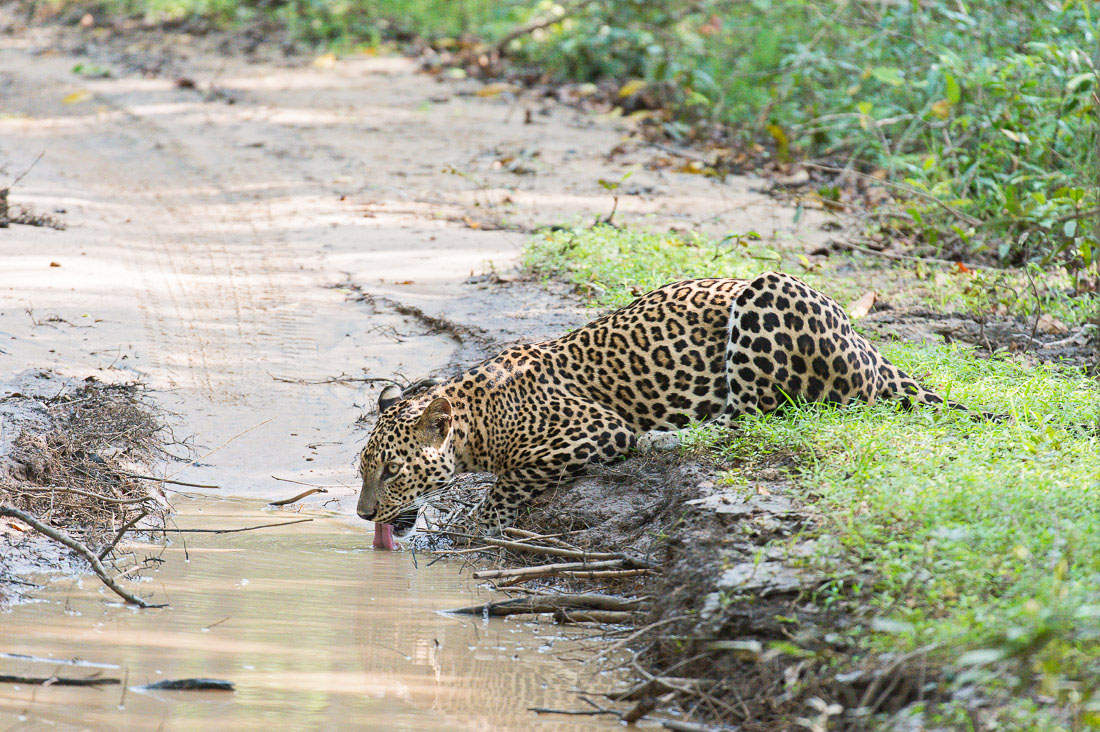 The majestic leopard, Panthera pardus kotiya, drinking from a puddle. Wilpattu National Park, Sri Lanka, Asia. Nikon D4, 200-400mm, f/4.0, VR