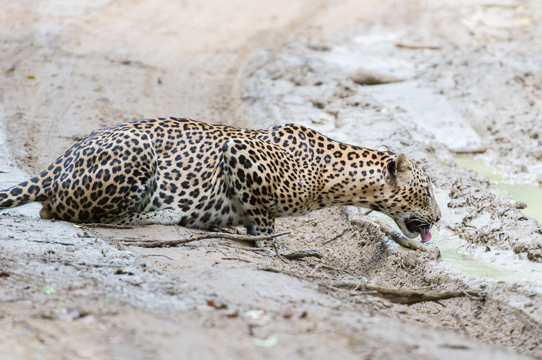 The majestic leopard, Panthera pardus kotiya, drinking from a puddle. Wilpattu National Park, Sri Lanka, Asia. Nikon D4, 200-400mm, f/4.0, VR