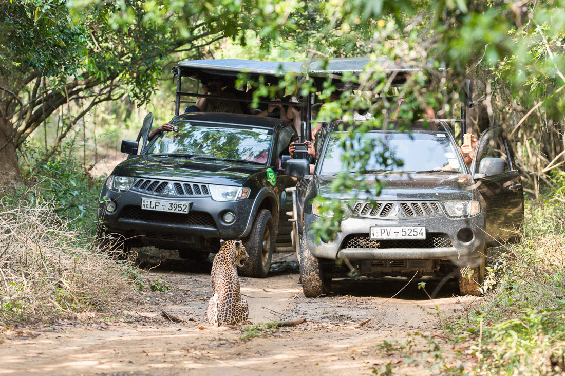 The majestic leopard, Panthera pardus kotiya, sitting in front of tourists vehicles. Wilpattu National Park, Sri Lanka, Asia. Nikon D4, 200-400mm, f/4.0, VR