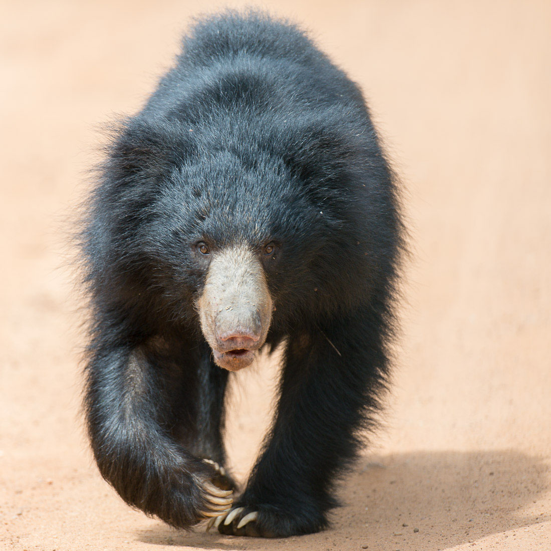 A male sloth bear hunting for food at Yala National Park. Sri Lanka, Asia. Nikon D4, 500mm, f/4.0