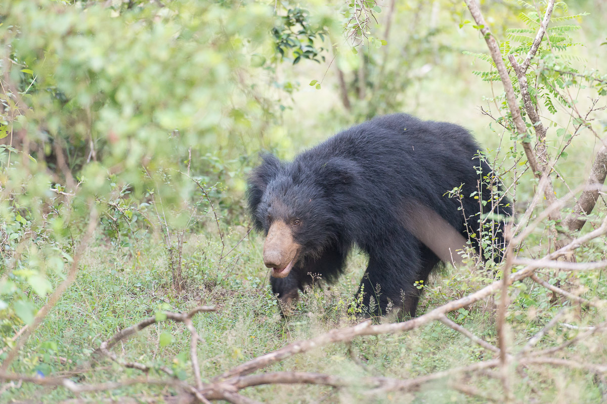 A male sloth bear hunting for food at Yala National Park. Sri Lanka, Asia. Nikon D4, 70-200mm, f/2.8, VR II