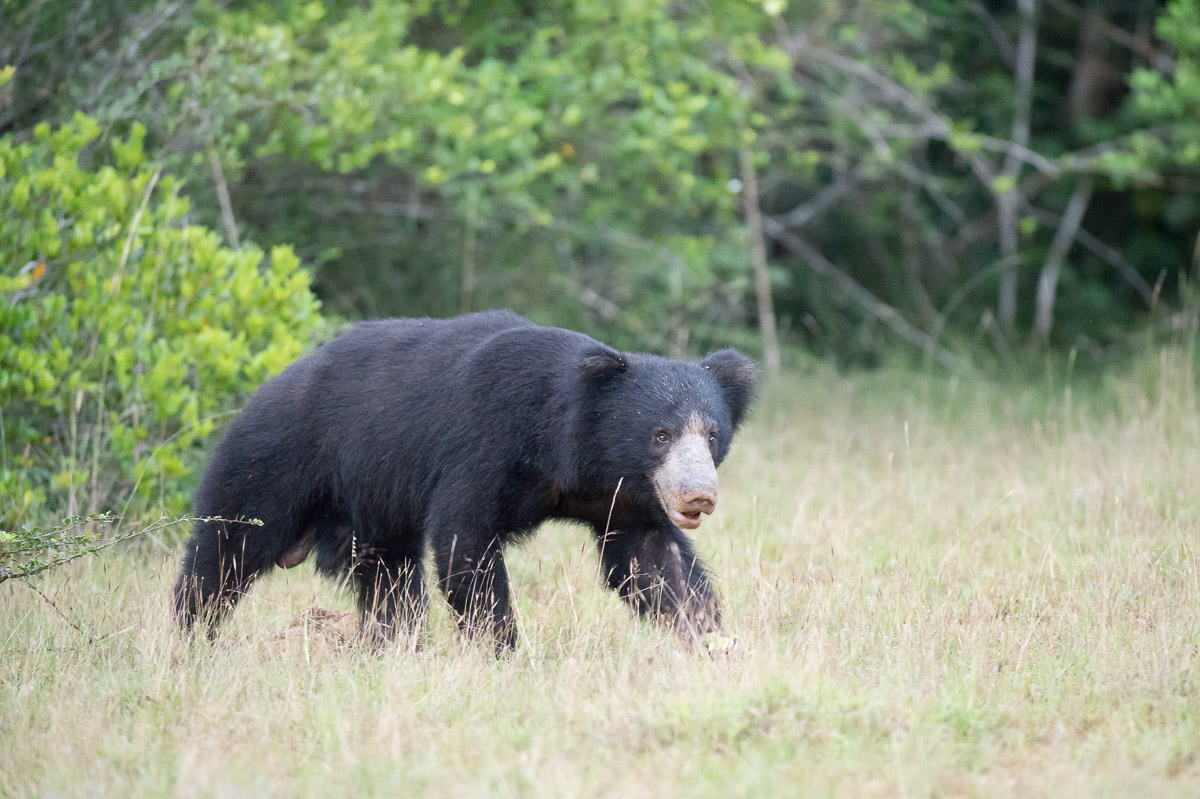 A male sloth bear hunting for food at Wilpattu National Park. Sri Lanka, Asia. Nikon D4, 500mm, f/4.0