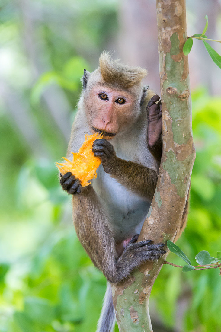 A toque macaque, Macaca sinica, enjoying a stolen mango seed. Wilpattu National Park, Sri Lanka, Asia. Nikon D4, 200-400mm, f/4.0, VR