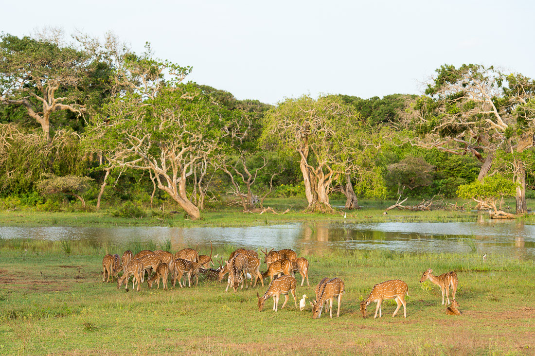 A herd of white-spotted deers pasturing at sunset. Yala National Park, Sri Lanka, Asia. Nikon D4, 70-200mm, f/2.8, VR II