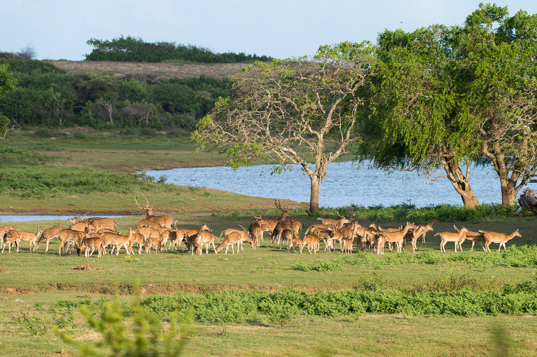 A herd of white-spotted deers pasturing at sunset. Yala National Park, Sri Lanka, Asia. Nikon D4, Sigma 300-800mm, f/5.6