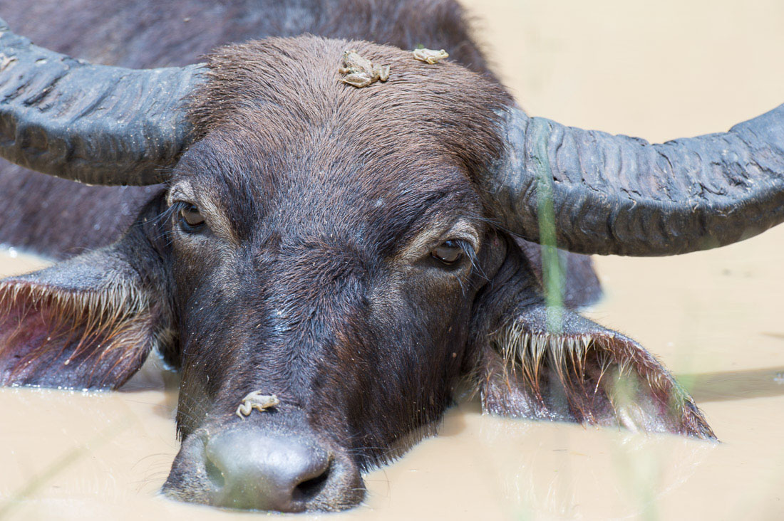 A wild water buffalo, Babulus babulis, taking a refreshing bath while frogs are warming up on his head. Yala National Park, Sri Lanka, Asia. Nikon D4, 500mm, f/4.0