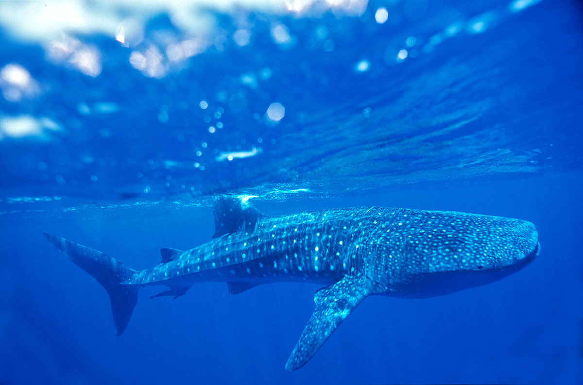 whale_shark_2002_0004.jpg