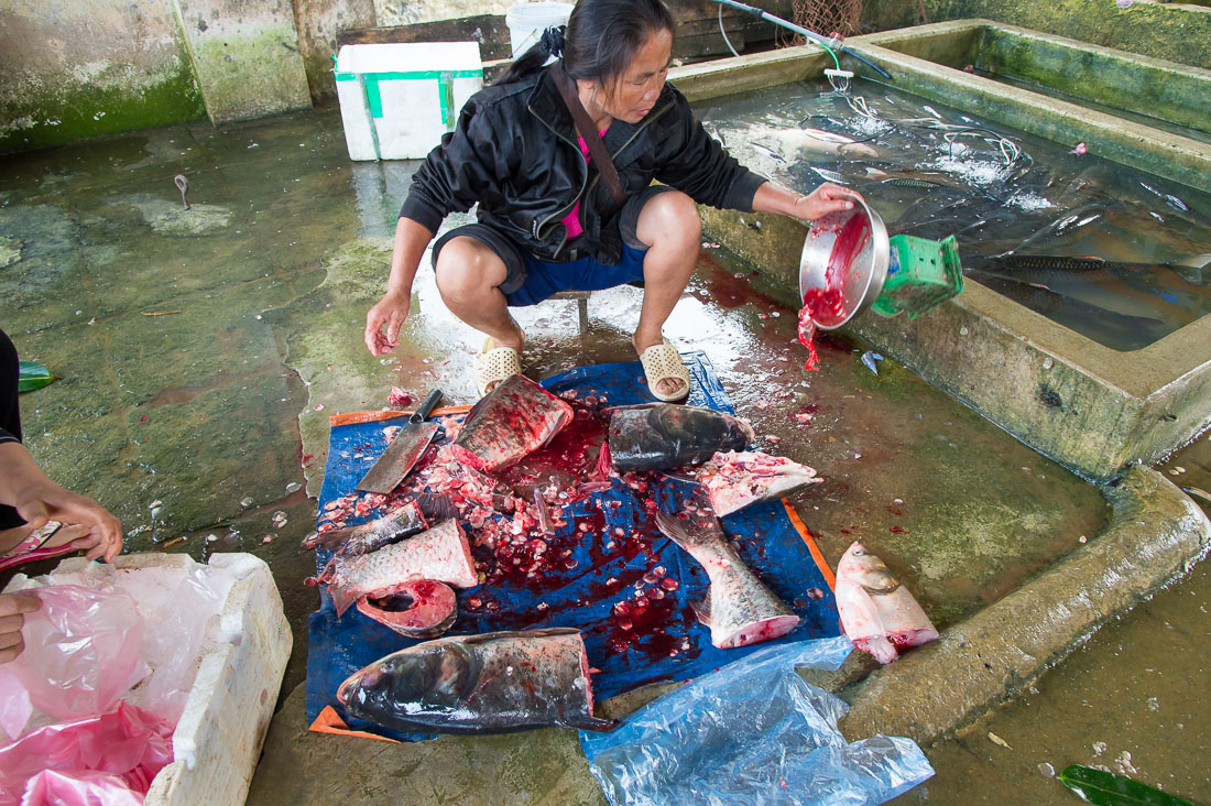 Woman cutting large fishes with a Chinese cleaver, Bac Ha market, Lao Cai province. Viet Nam, Indochina, South East Asia.