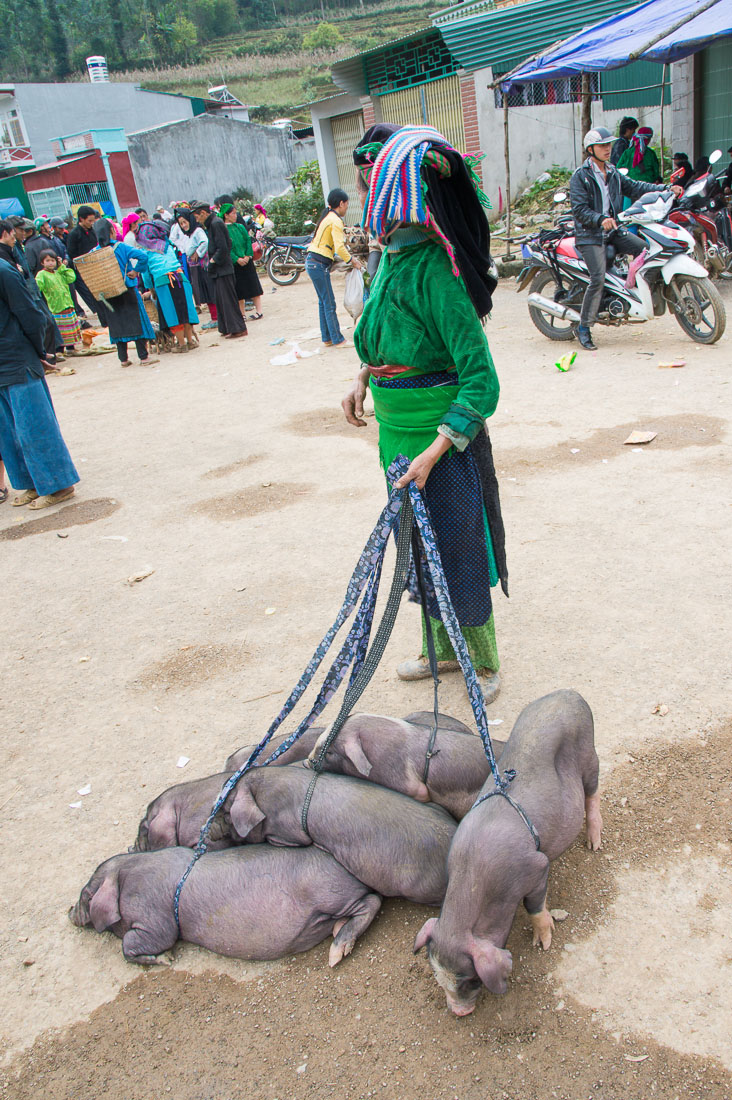 Woman from the Black Hmong people ethnic minority group selling piglets  at the busy market in Dong Van, Ha Giang Province, Viet Nam, Indochina, South East Asia.