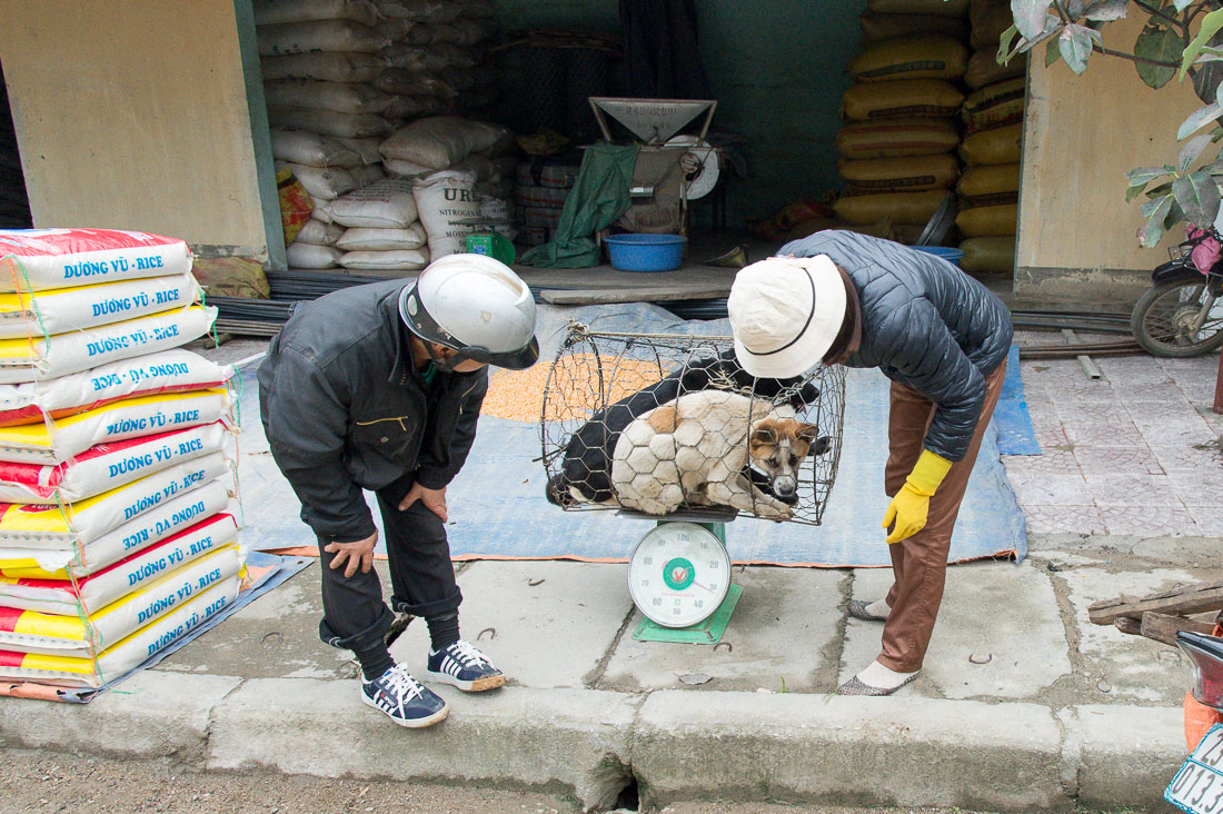 Weighing dogs an a scale,  they will be served as food in restaurant, market in Dong Van, Ha Giang Province, Viet Nam, Indochina, South East Asia.