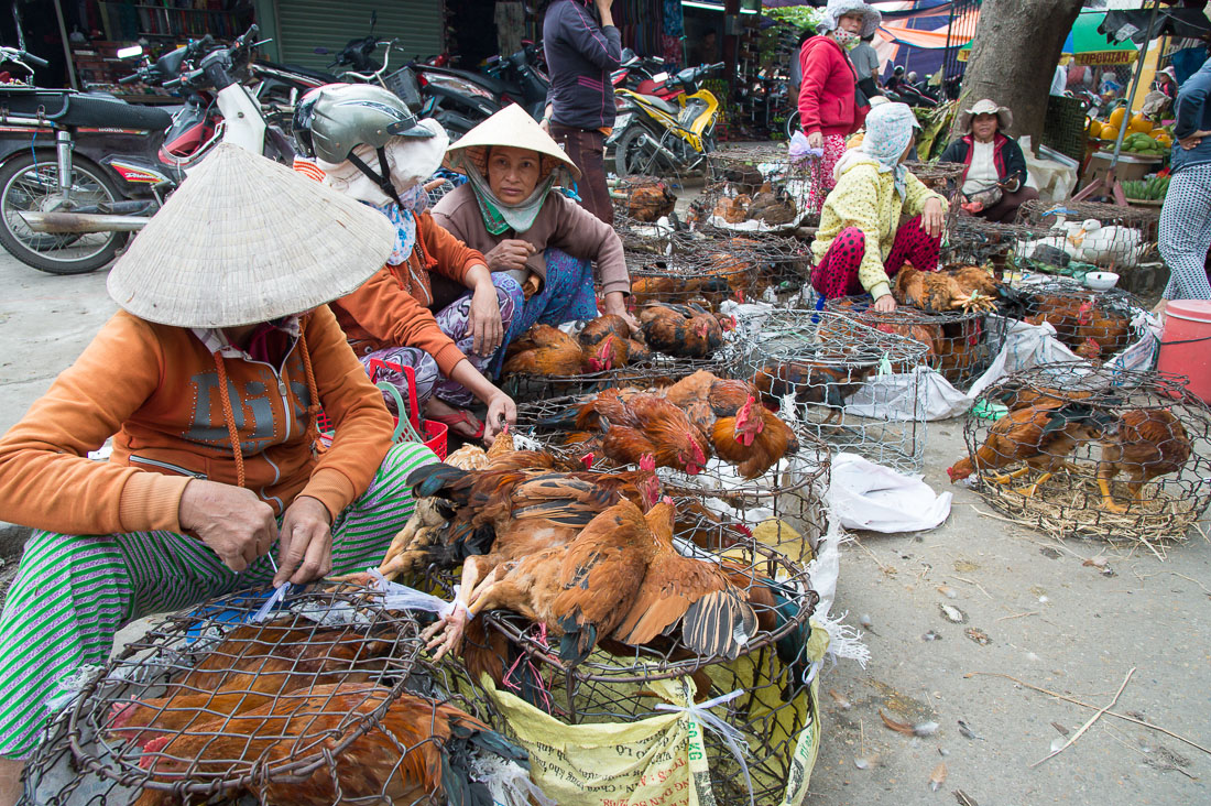 Chicken vendors at Hoi An market. Quang Nam Province, Viet Nam, Indochina, South East Asia.