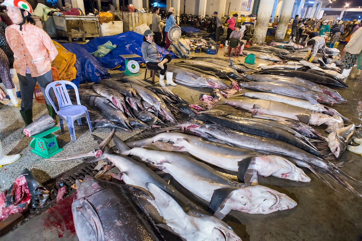 The big fishes section at the rich wholesale fish market in Da Nang, Viet nam, Indochina, South East Asia. Nikon D4, 20mm, f/2.8