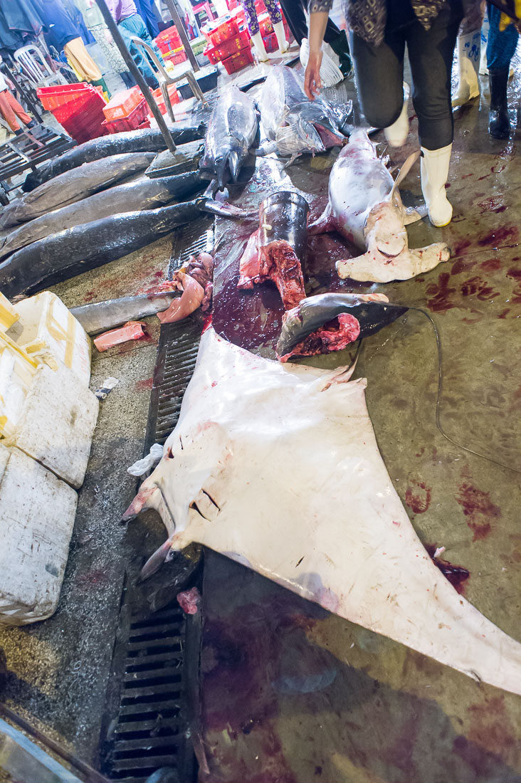 Manta ray at the big fishes section at the rich wholesale fish market in Da Nang, Viet nam, Indochina, South East Asia