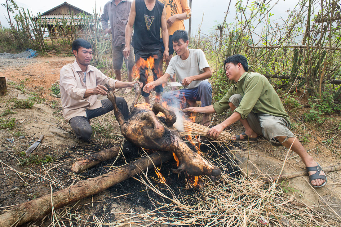 Young men from the Black Tai people ethnic minority roasting a full calf on the road ditch for big celebration, Lai Chau province. Viet Nam, Indochina, South East Asia.