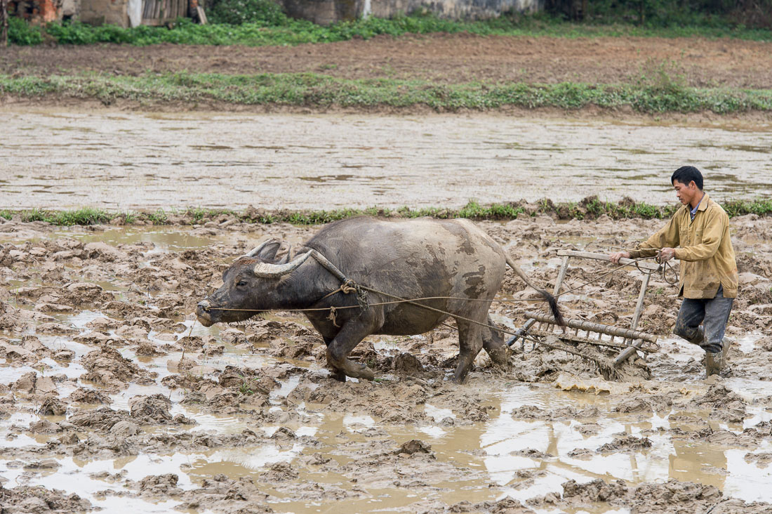 Water buffalo at work, plowing flooded rice fields. Viet Nam, Indochina, South East Asia.