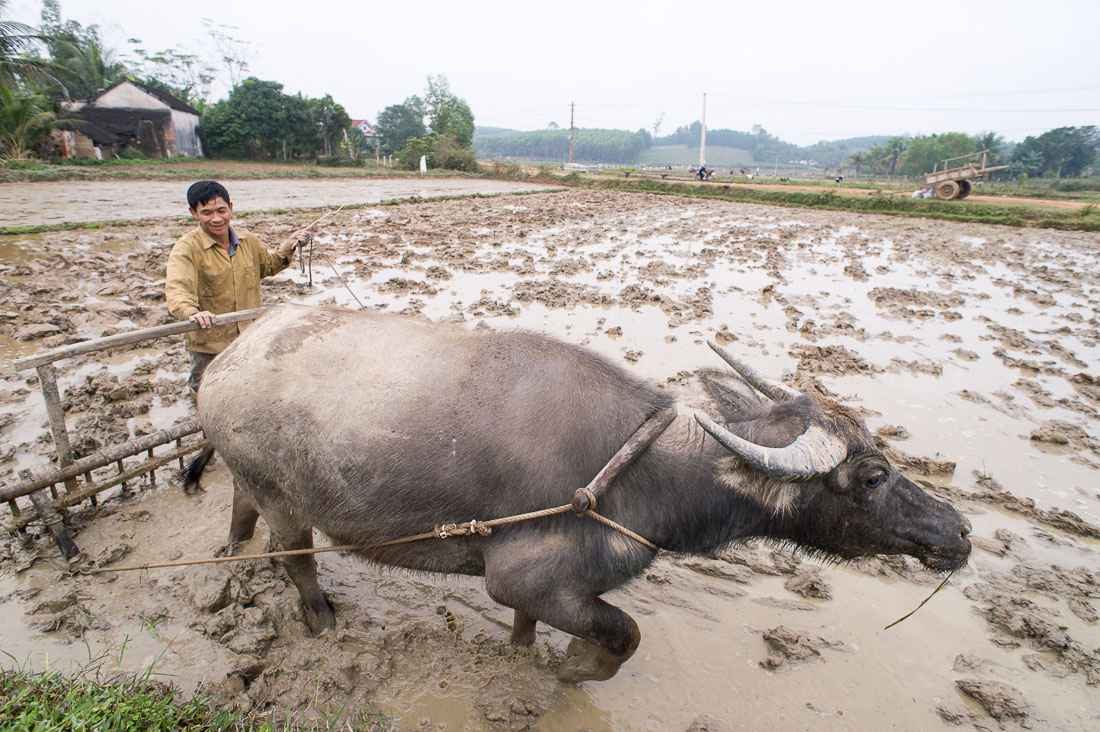 Water buffalo at work, plowing flooded rice fields. Viet Nam, Indochina, South East Asia.