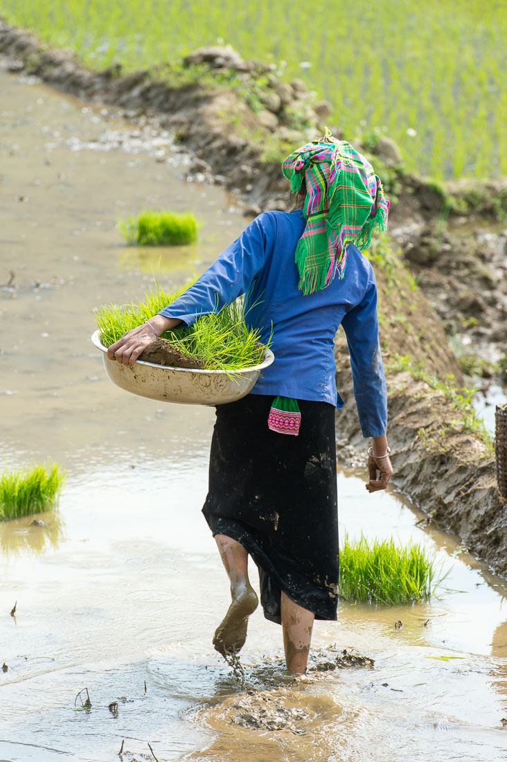 Black Tai woman carrying rice seedling, Lau Chau province. Viet Nam, Indochina, South East Asia.