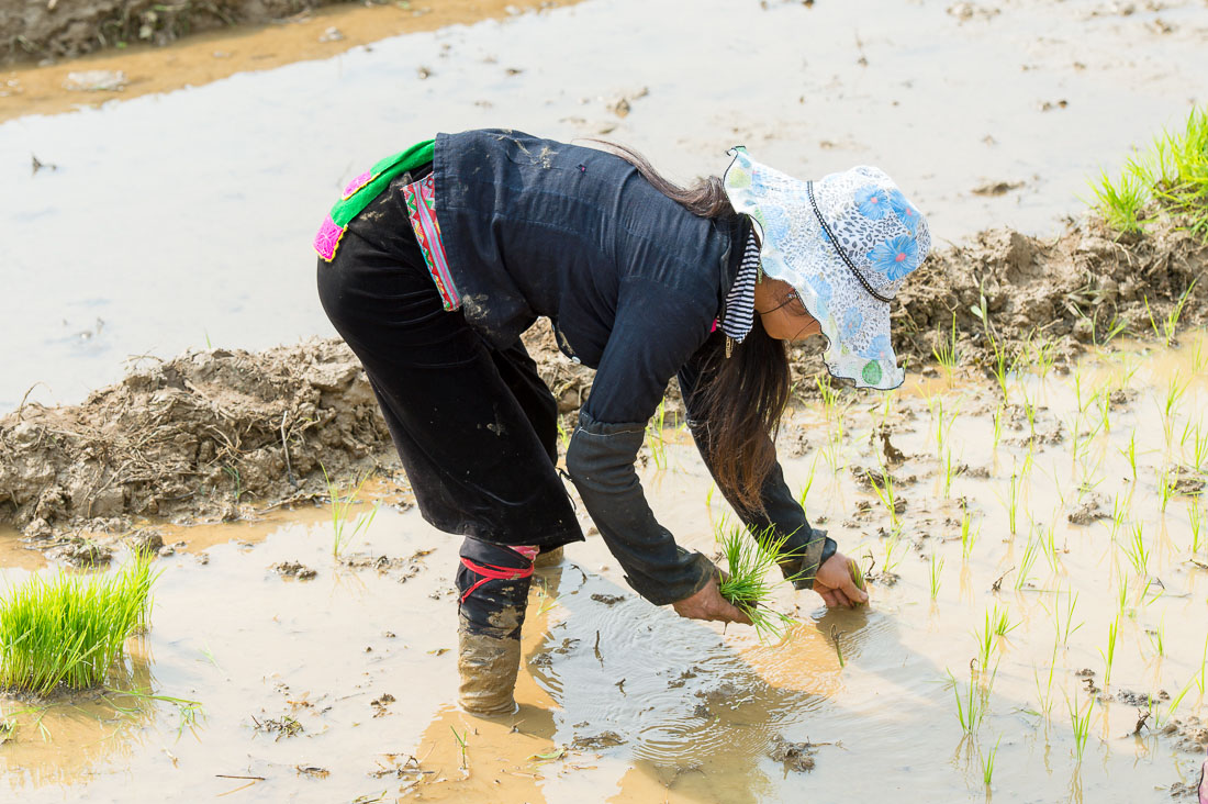 Black Tai woman planting rice seedling, Lai Chau province. Viet Nam, Indochina, South East Asia.