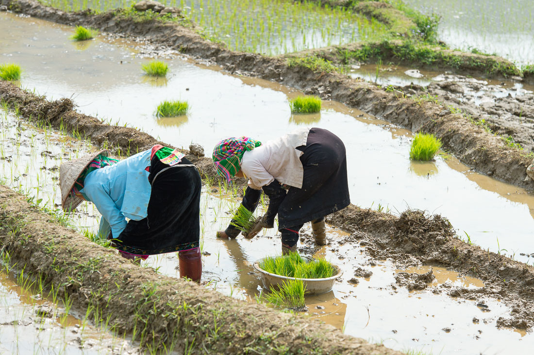 Black Tai women planting rice seedling, Lai Chau province. Viet Nam, Indochina, South East Asia.