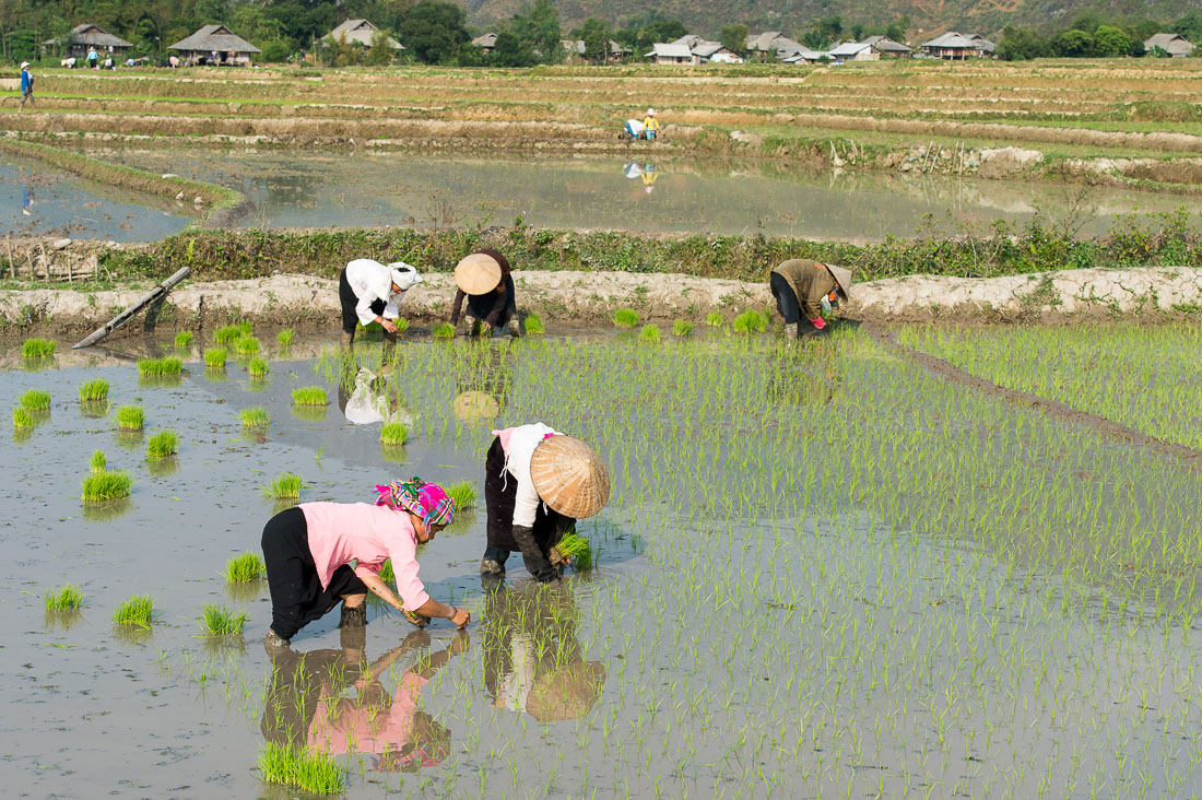 Black Tai women planting rice seedling, Lai Chau province. Viet Nam, Indochina, South East Asia.