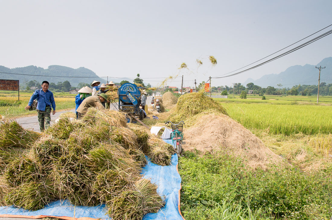 Threshing freshly harvested rice plants, Viet Nam, Indochina, South East Asia