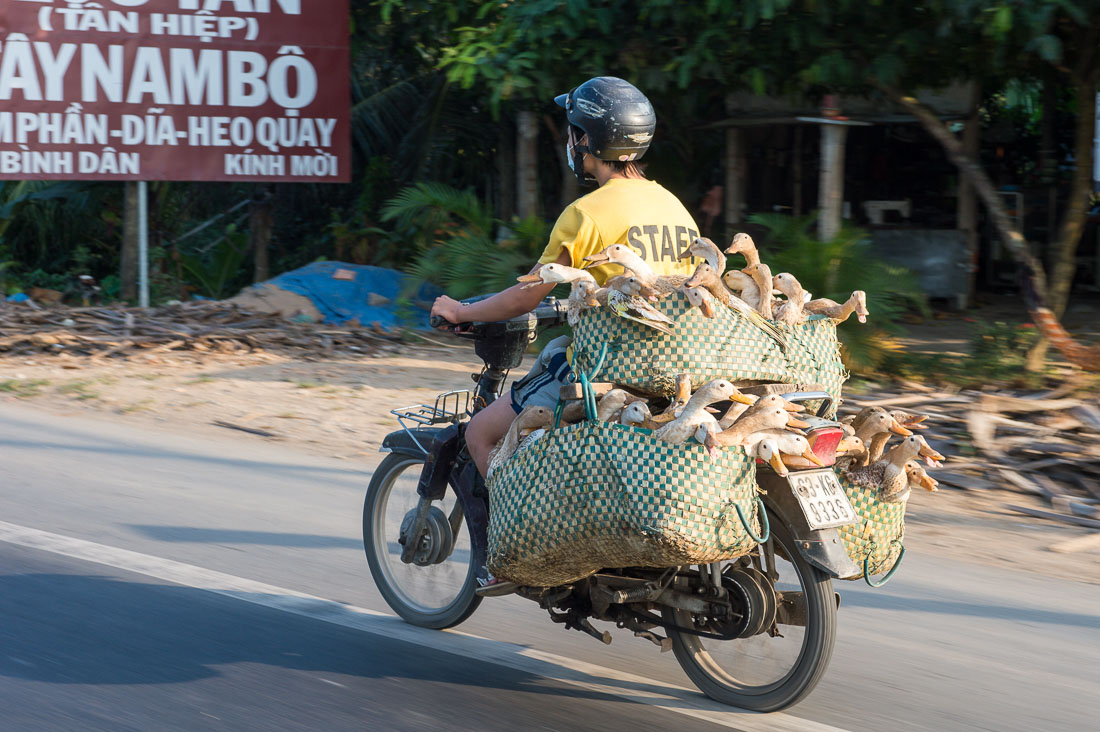 This man is delivering alive ducks to restaurants. Mekong delta, Viet Nam, Indochina,  South East Asia.