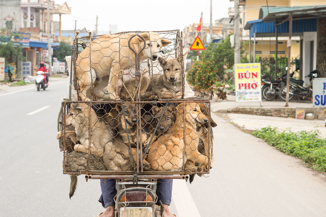 Dogs, dogs and more dogs! A sad image, because they will be killed and cooked for food. Hanoi, Viet Nam, Indochina, South East Asia.