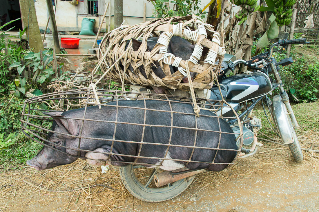 Transporting alive pigs on  motorbike. Viet Nam, Indochina, South East Asia.